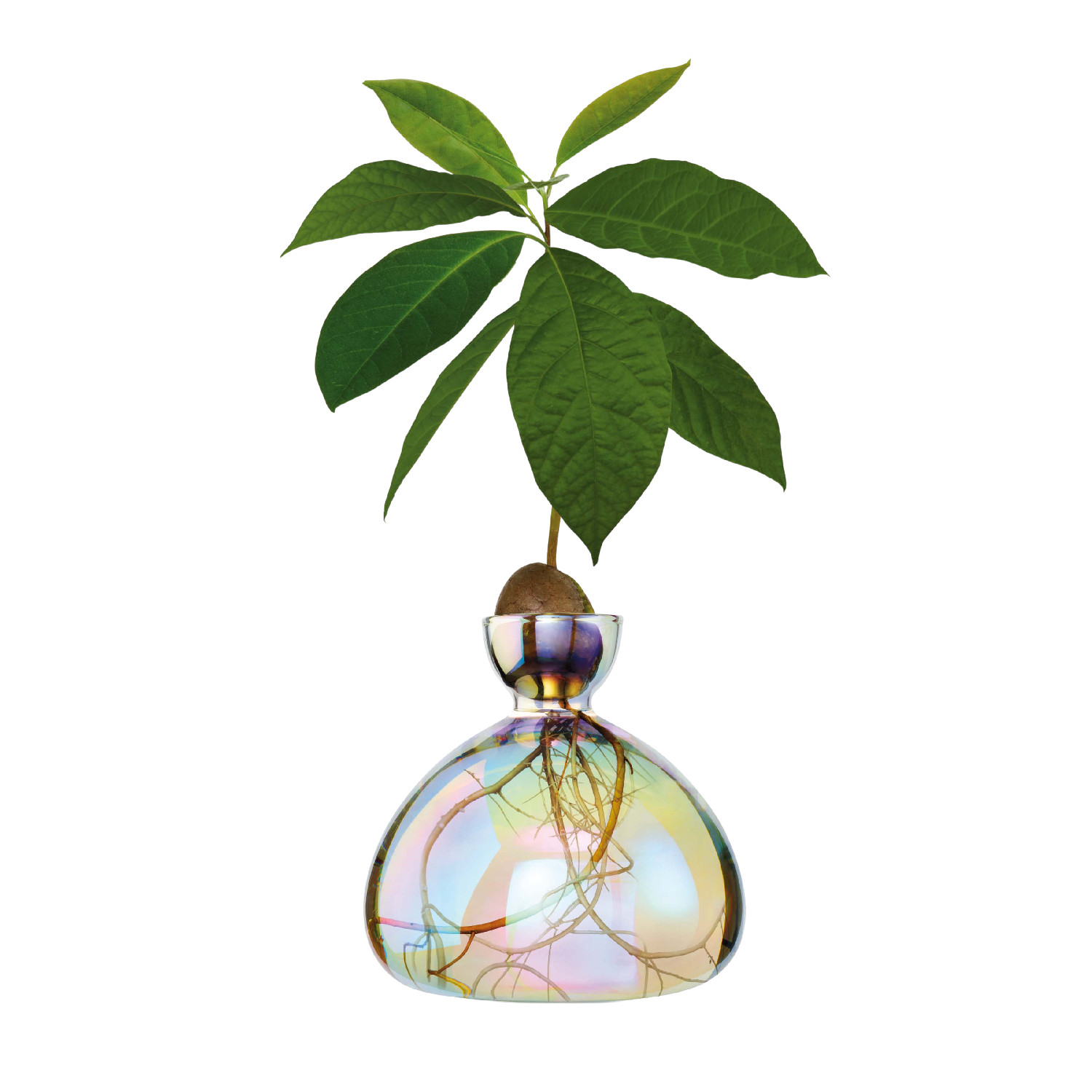 Avocado Vase Cosmic Astra