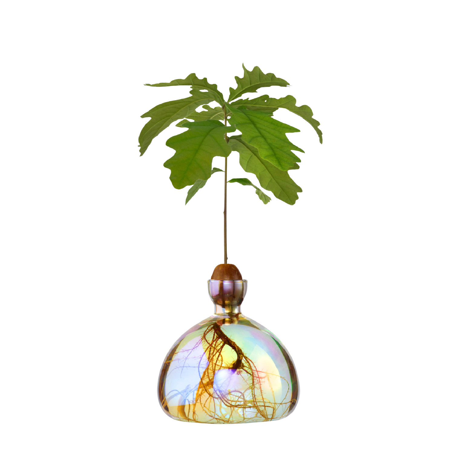 Eichel Vase Cosmic Astra