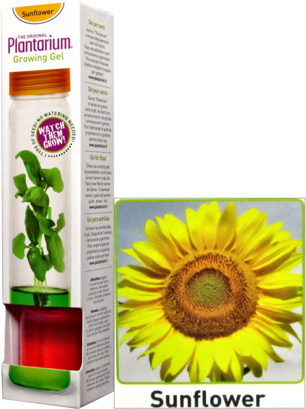 Plantarium Sonnenblume 